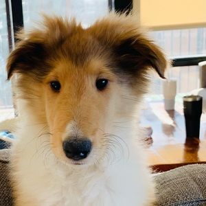 Meet your Posher, Samantha